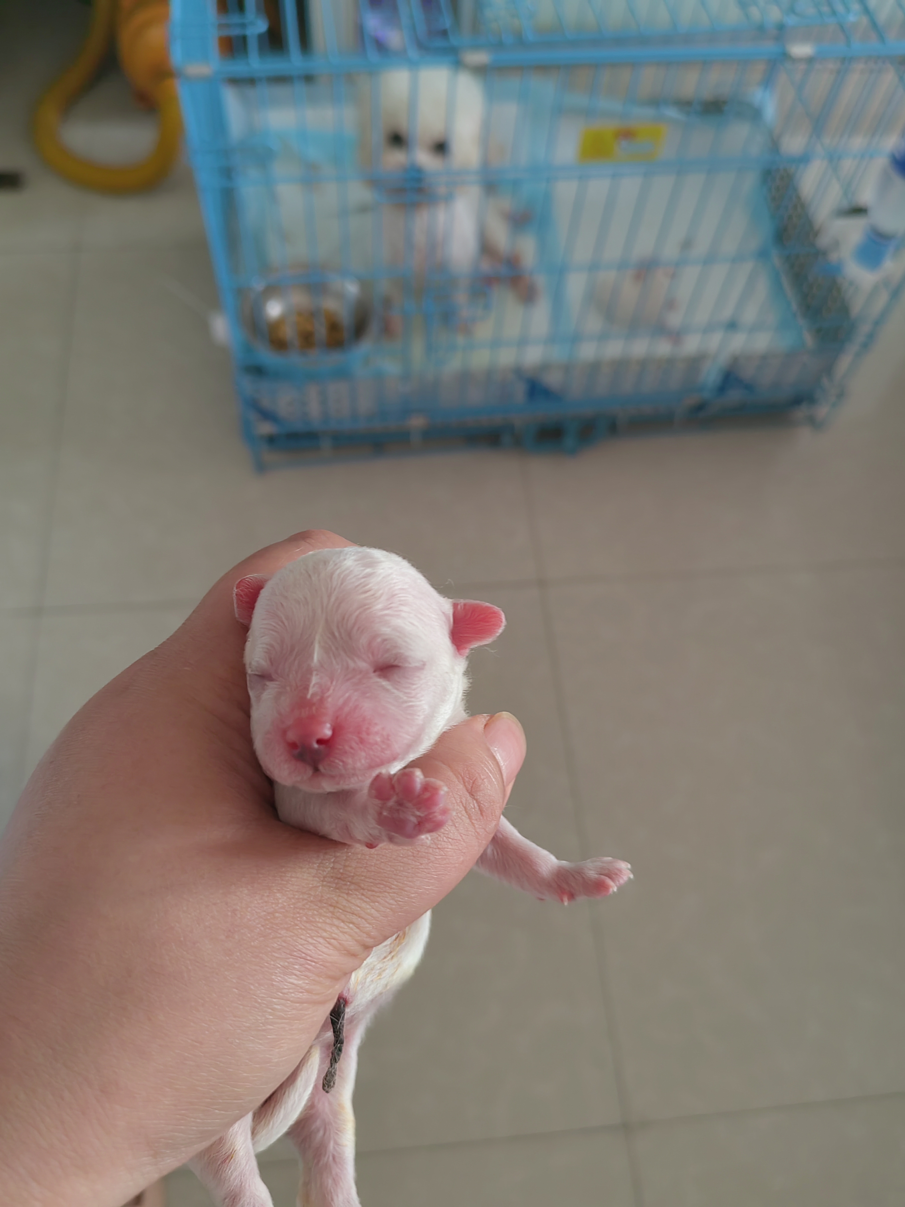 小体比熊
